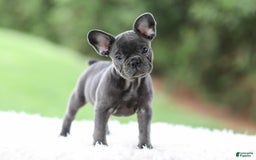 French Bulldog dogs for sale: Violet - Image 9