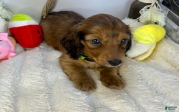 Miniature Dachshund dogs for sale: Ray - Image 1