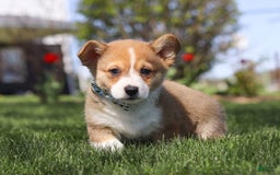 Welsh Corgi Pembroke dogs for sale: Diamond - Image 1