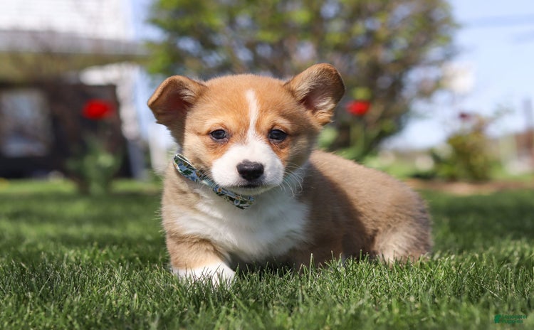 Welsh Corgi Pembroke dogs for sale - Ad 3