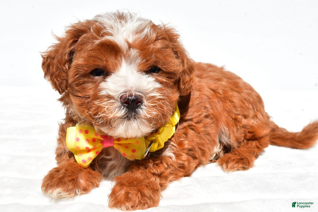 Maltipoo dogs for sale: Dexter - Image 1