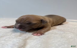 American Bully dogs for sale: Tip - Image 1
