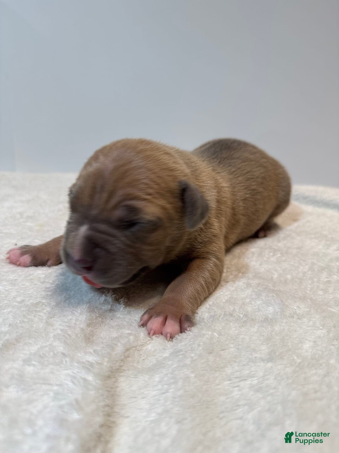 American Bully dogs for sale: Tip - Image 1
