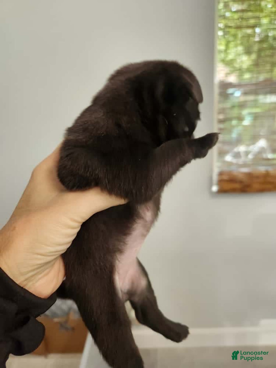 Pug dogs for sale: Black Pug - Image 2