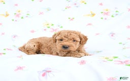 Mini Goldendoodle dogs for sale: Murphy - Image 2