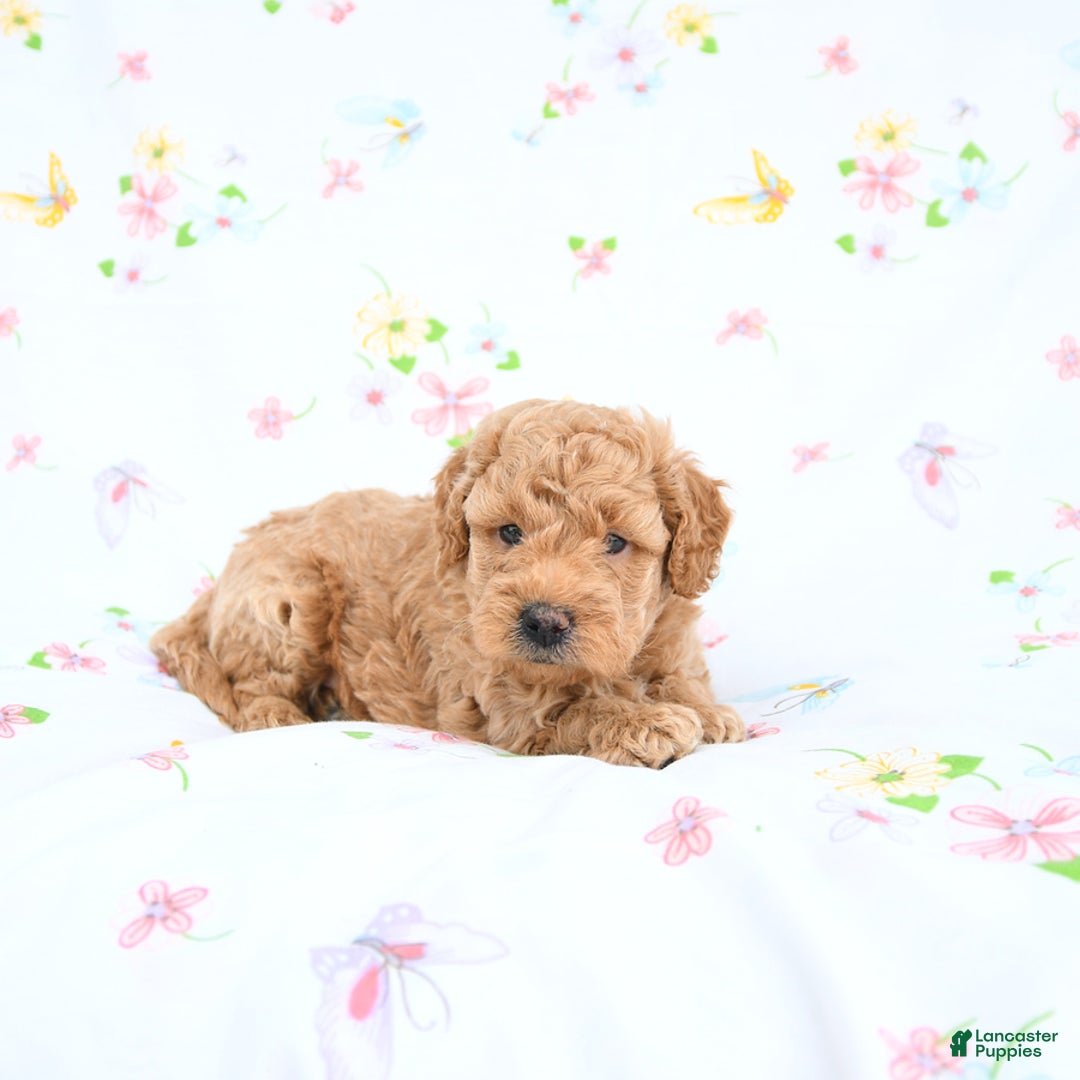 Mini Goldendoodle dogs for sale: Murphy - Image 2
