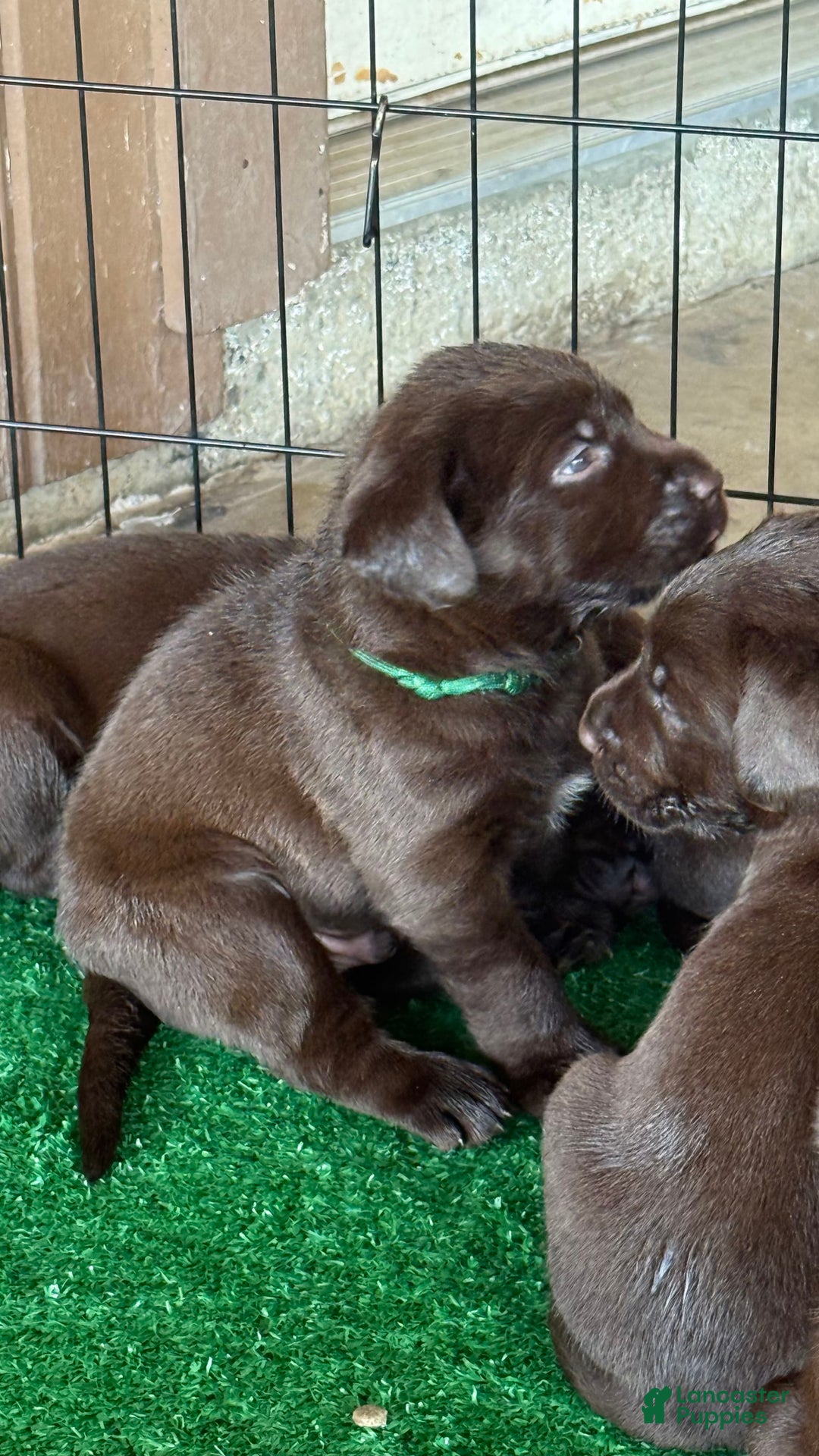 Labrador Retriever dogs for sale: Labrador Retriever 3 puppies - Image 9