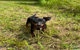Miniature Pinscher dogs for sale: Bell - Image 4