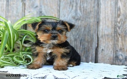 Yorkshire Terrier dogs for sale: London - Image 10