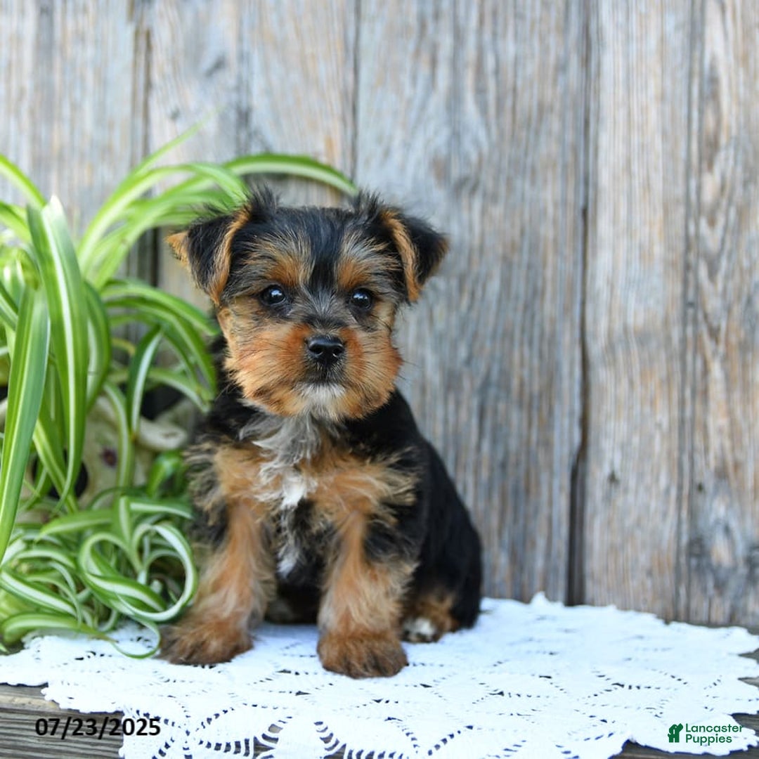Yorkshire Terrier dogs for sale: London - Image 10