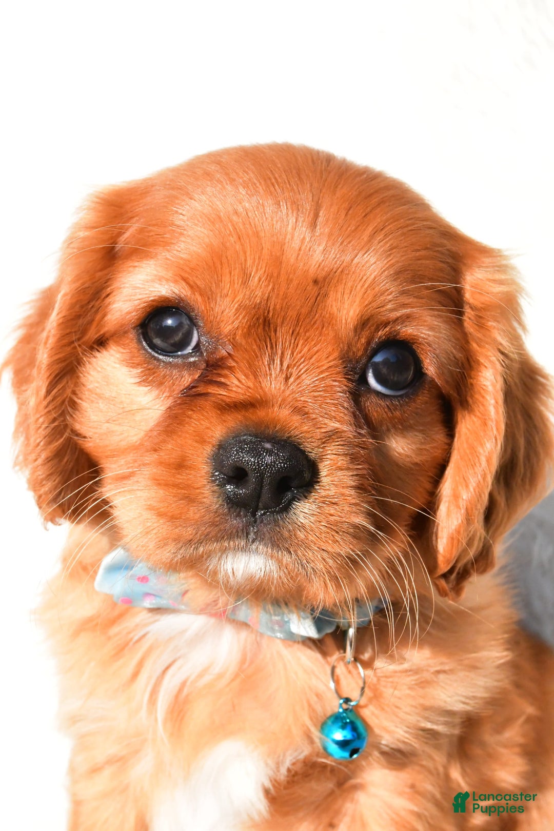Cavalier King Charles Spaniel dogs for sale: Harrison - Image 6