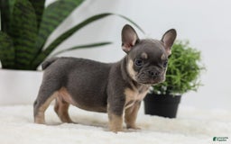 French Bulldog dogs for sale: French Bulldog 5 puppies - Image 35