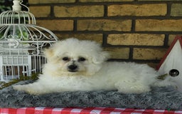 Havapoo dogs for sale: Thomas - Image 19