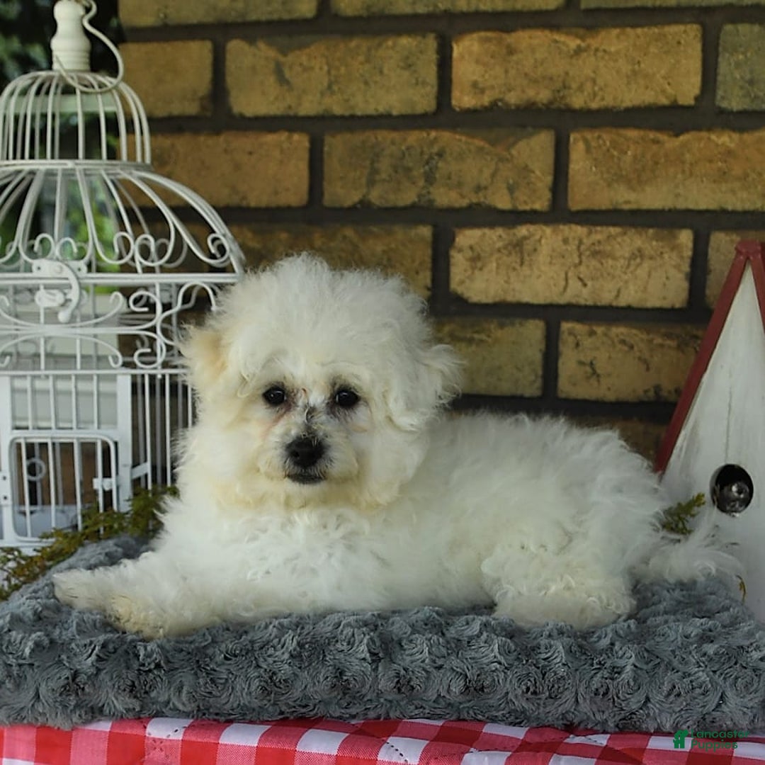 Havapoo dogs for sale: Thomas - Image 19