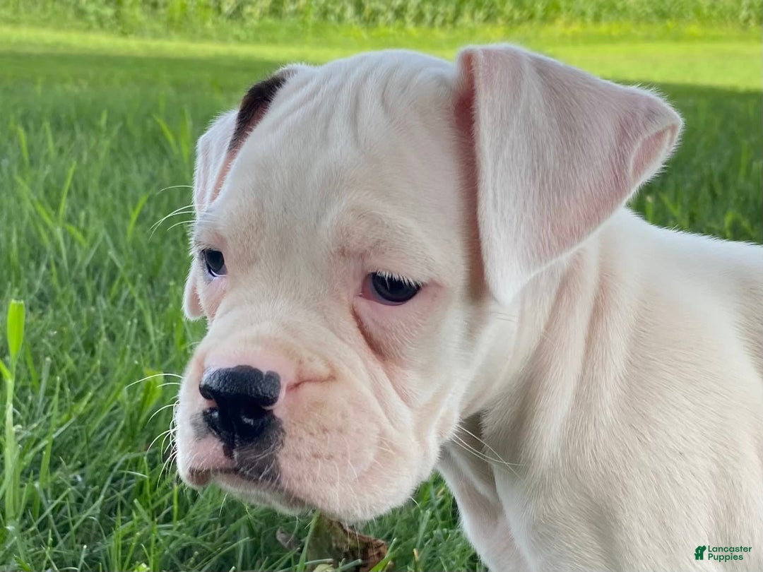 Boxer dogs for sale: Stewart - Image 2