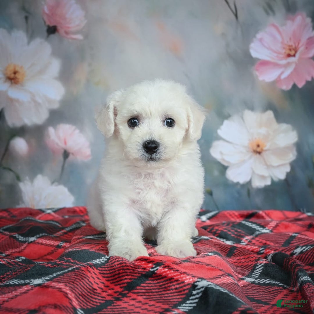Bichon Frise dogs for sale: Josie - Image 1