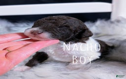 Mini Bernedoodle dogs for sale: Nacho - Image 1