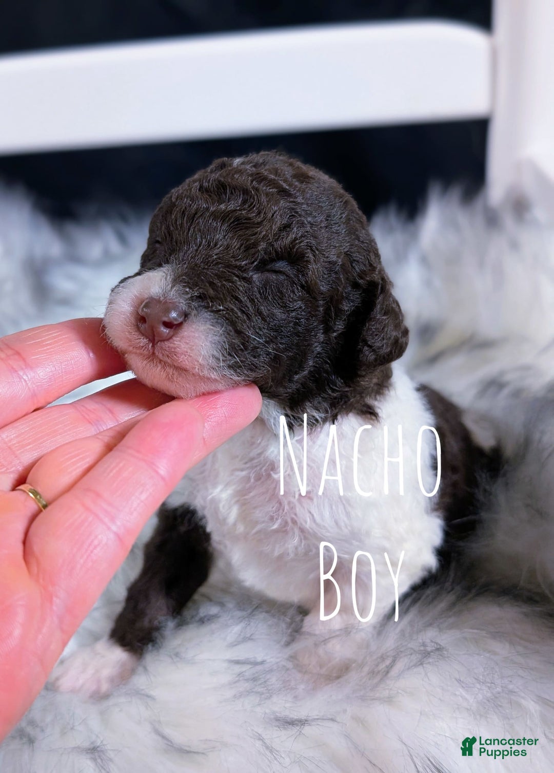 Mini Bernedoodle dogs for sale: Nacho - Image 1