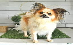 Papillon dogs for sale: Quinn - Image 17