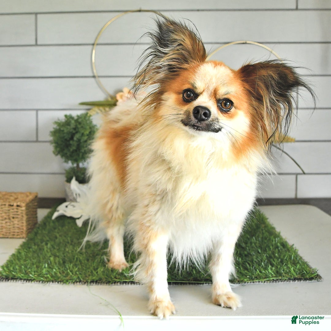 Papillon dogs for sale: Quinn - Image 17