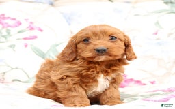 Cavapoo dogs for sale: Cavapoo 5 puppies - Image 26