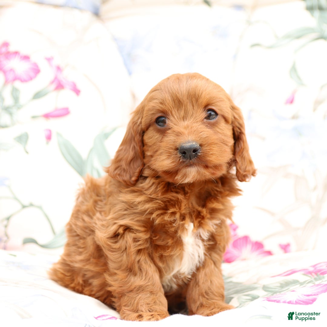 Cavapoo dogs for sale: Cavapoo 5 puppies - Image 26