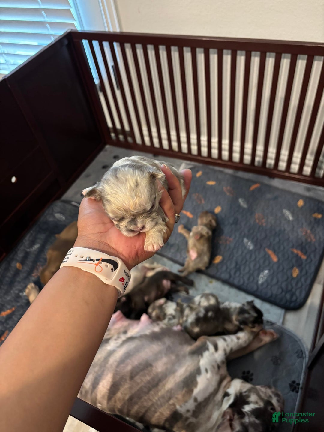 French Bulldog dogs for sale: Ella Mai - Image 3