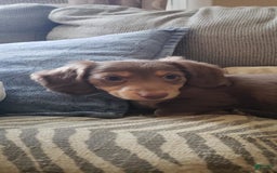 Miniature Dachshund dogs for sale: Miniature Dachshund 2 puppies - Image 4