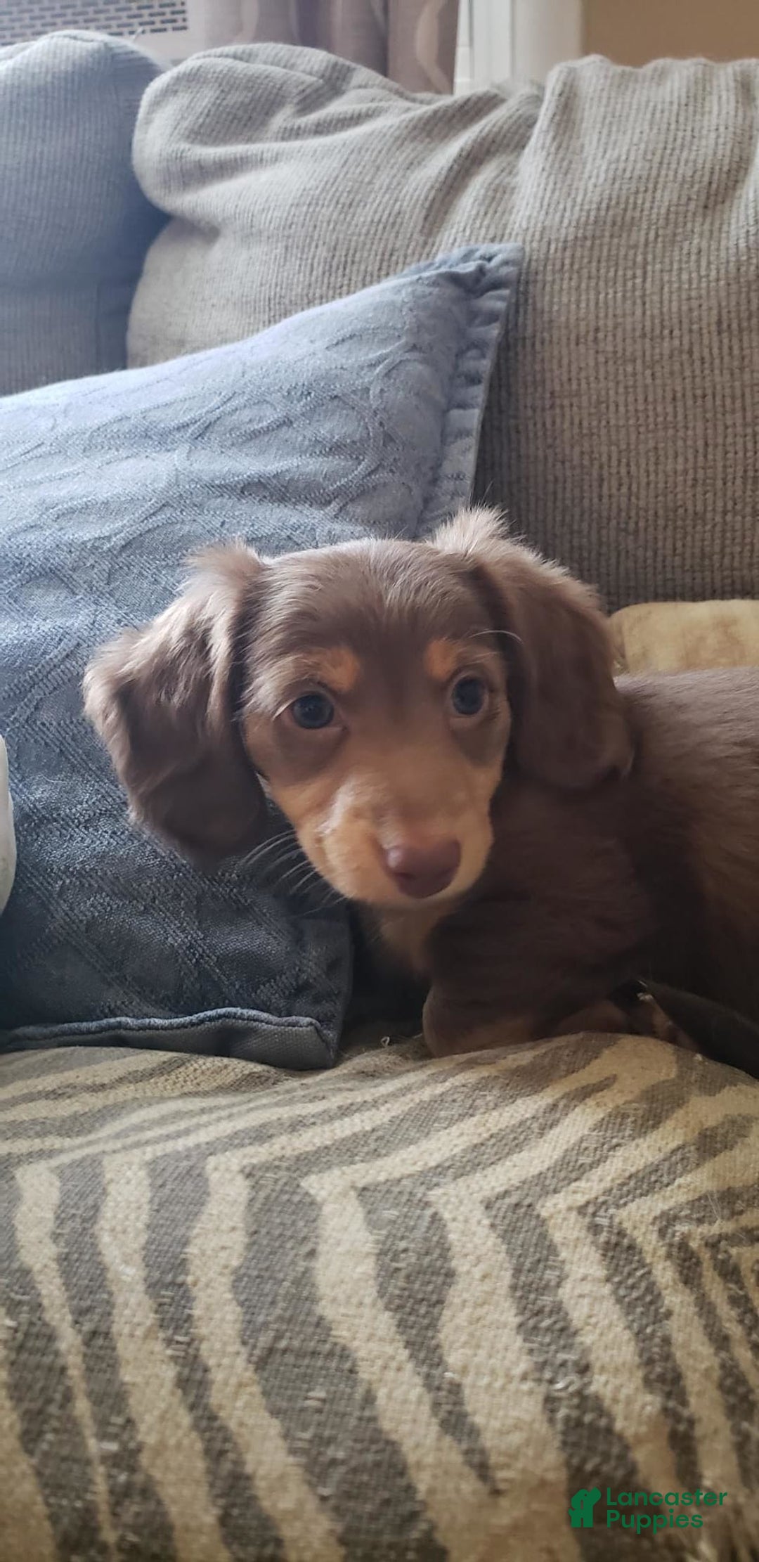 Miniature Dachshund dogs for sale: Miniature Dachshund 2 puppies - Image 4