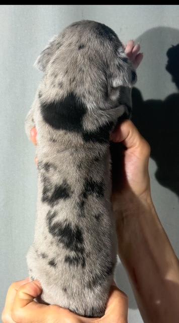 Great Dane dogs for sale: Luke - Mantle Merle - Image 7