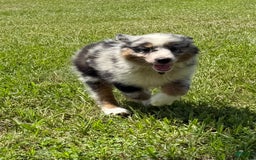 Miniature Australian Shepherd dogs for sale: F-green - Image 4
