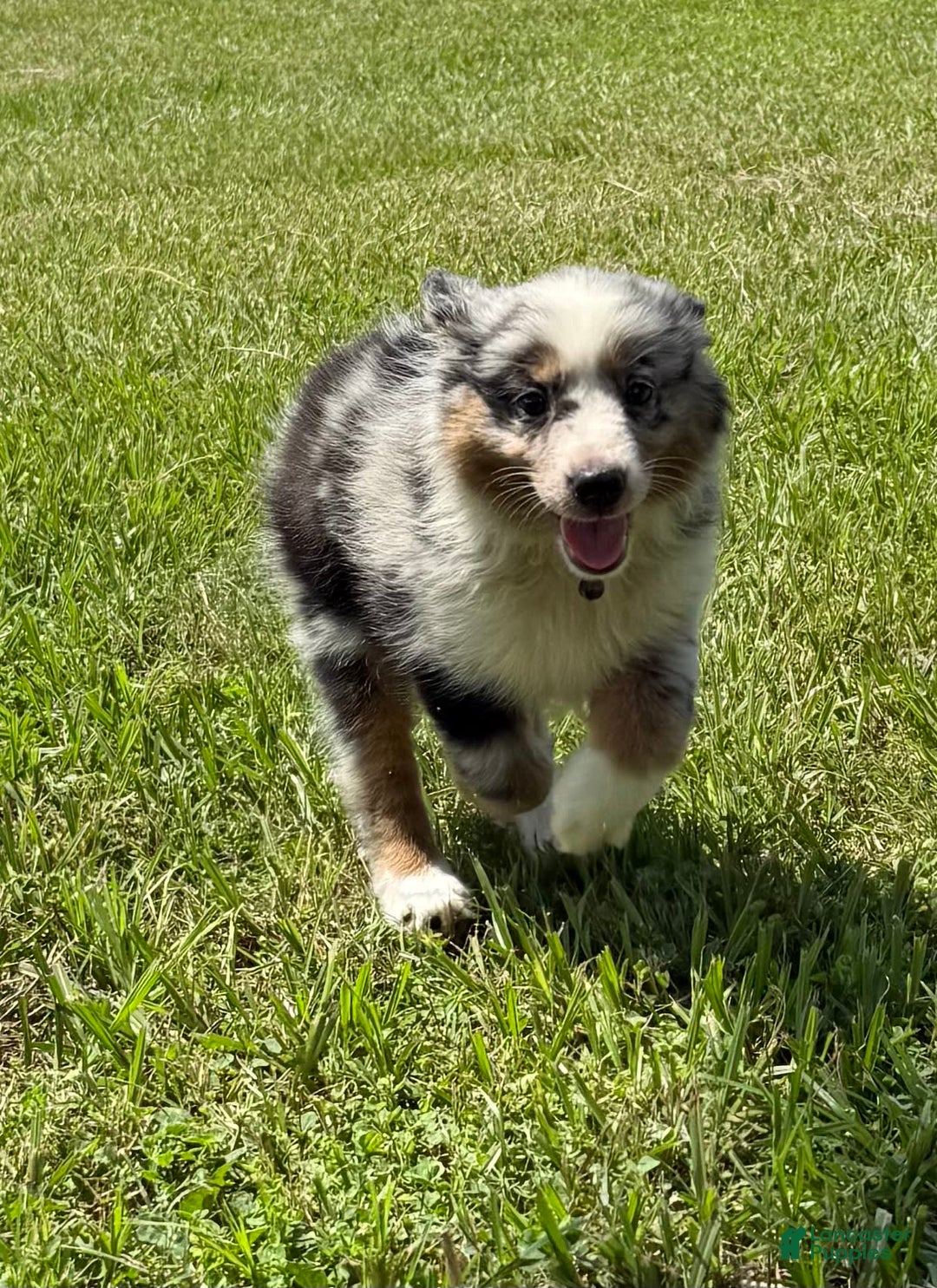 Miniature Australian Shepherd dogs for sale: F-green - Image 4