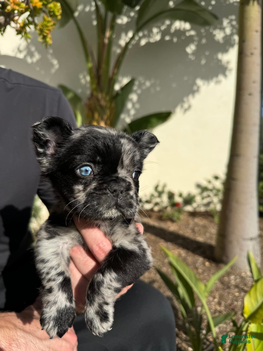 French Bulldog dogs for sale: Ursela - Image 3