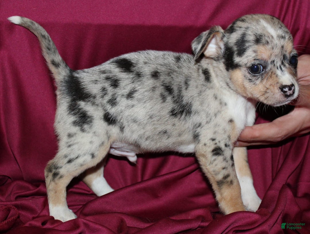 Chihuahua dogs for sale: Irvin - Image 7