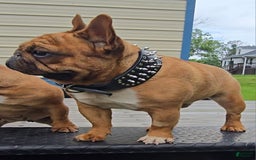 French Bulldog dogs for sale: Raider - Image 34