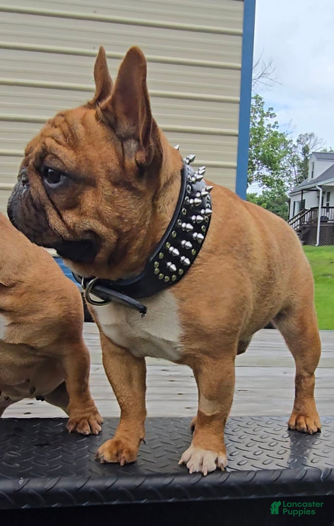 French Bulldog dogs for sale: Raider - Image 34