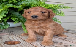 Goldendoodle dogs for sale: Dash - Image 31