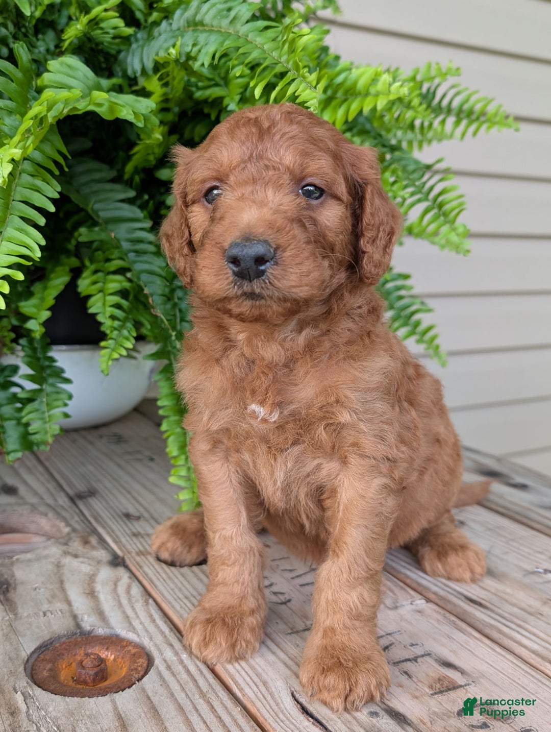 Goldendoodle dogs for sale: Dash - Image 31