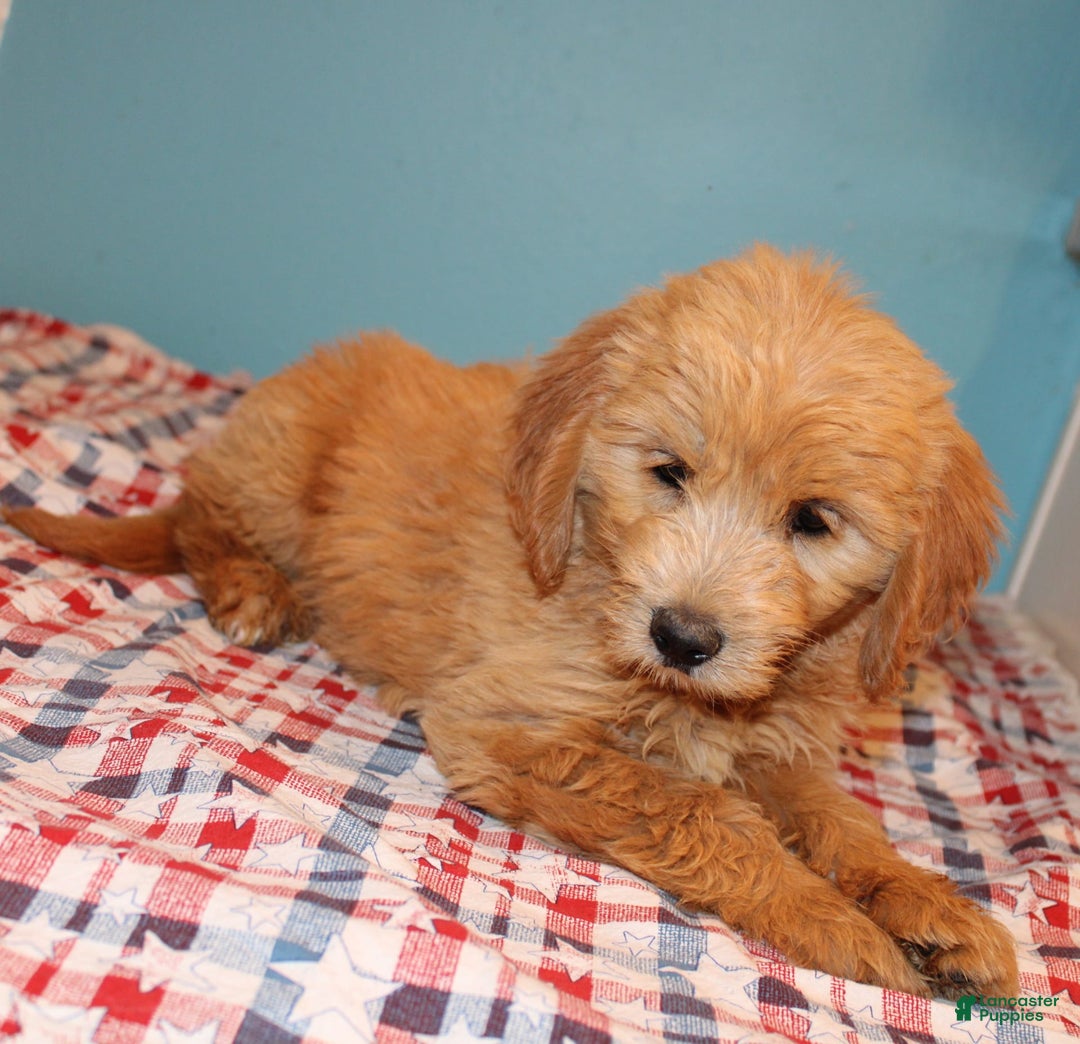  dogs for sale: Mini Goldendoodle 5 puppies - Image 11