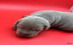 Cane Corso dogs for sale: Iccf Rare Isabella Simba - Image 1