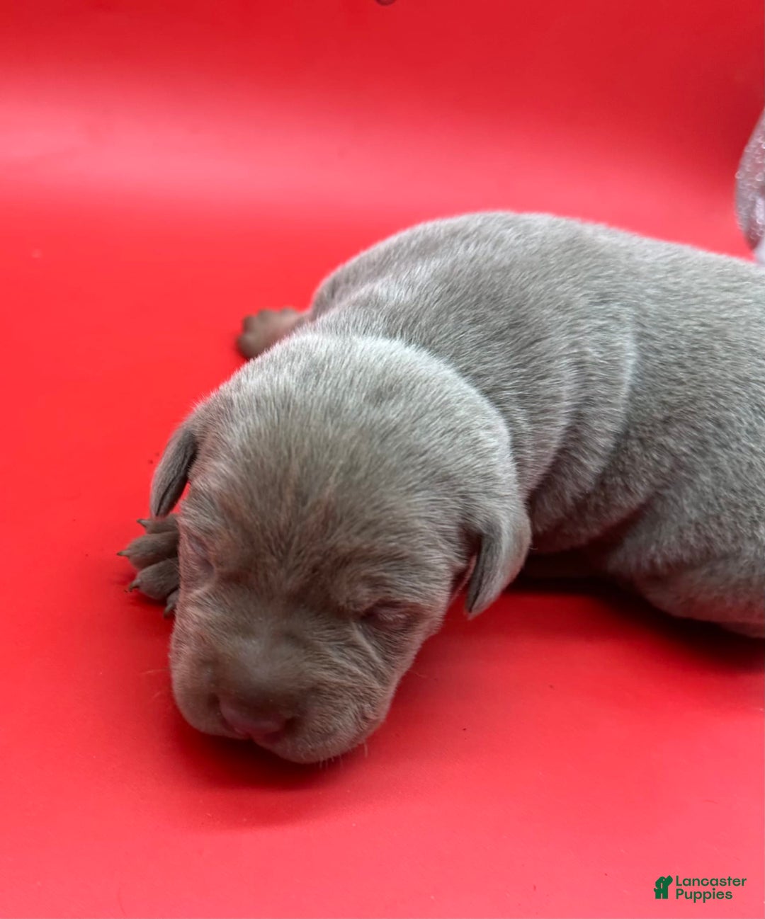 Cane Corso dogs for sale: Iccf Rare Isabella Simba - Image 1
