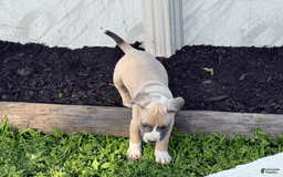 American Pit Bull Terrier dogs for sale: Peanut - Image 26