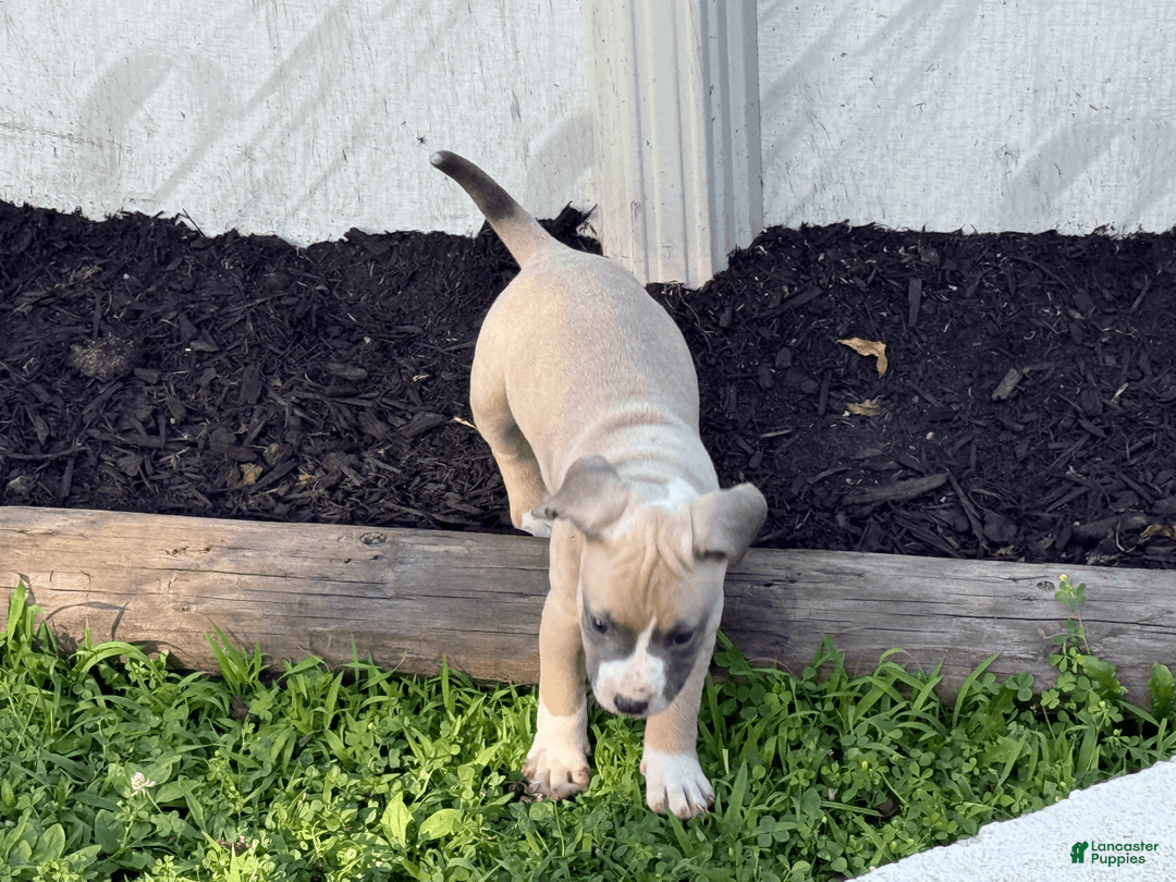 American Pit Bull Terrier dogs for sale: Peanut - Image 26