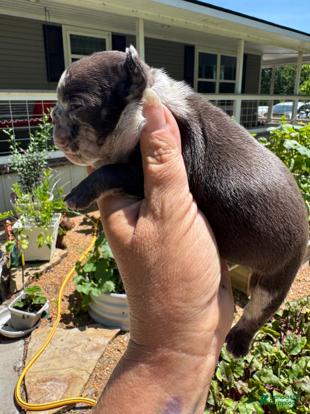 French Bulldog dogs for sale: Hope - Image 10