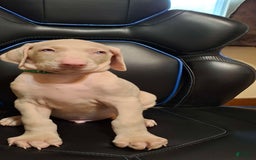 Doberman Pinscher dogs for sale: Attila - Image 3