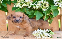 Jackapoo dogs for sale: Rosie - Image 5