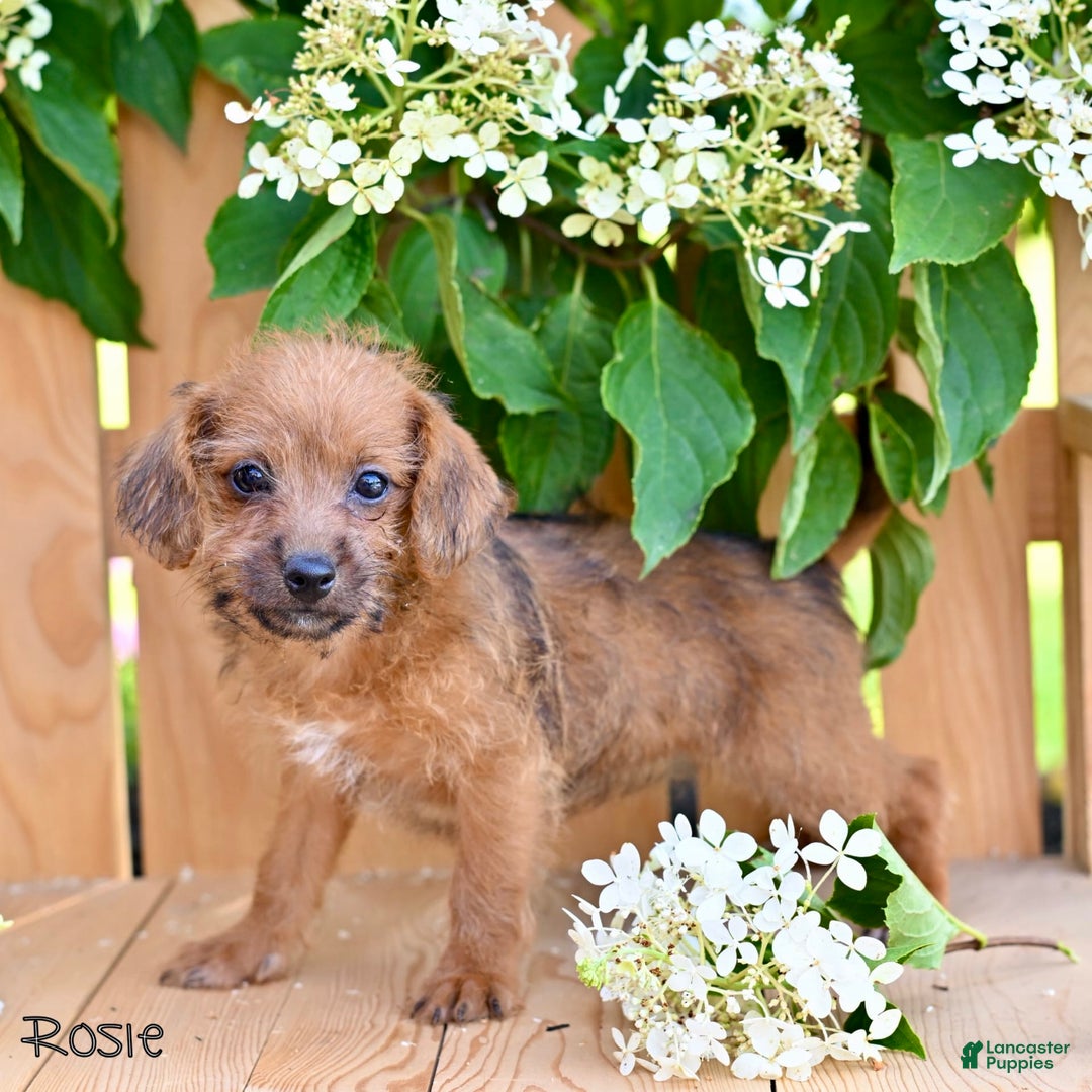 Jackapoo dogs for sale: Rosie - Image 5