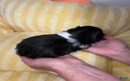 Shih Tzu dogs for sale: Bently - Image 4