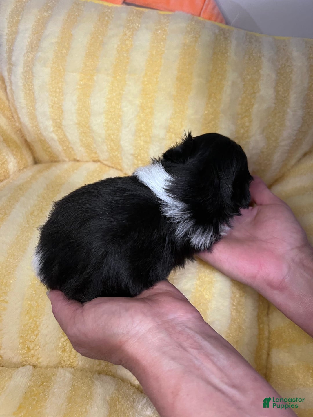 Shih Tzu dogs for sale: Bently - Image 4