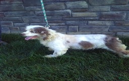 Cockapoo dogs for sale: Violet - Image 10